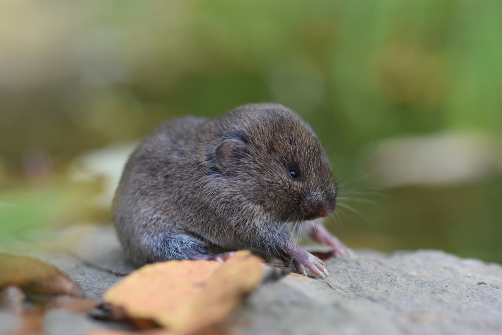 Lemmings and Chickens. Lemmings Small rodents usually found in the