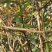 Tenodera fasciata - Photo (c) 吴田浩, all rights reserved, uploaded by 吴田浩