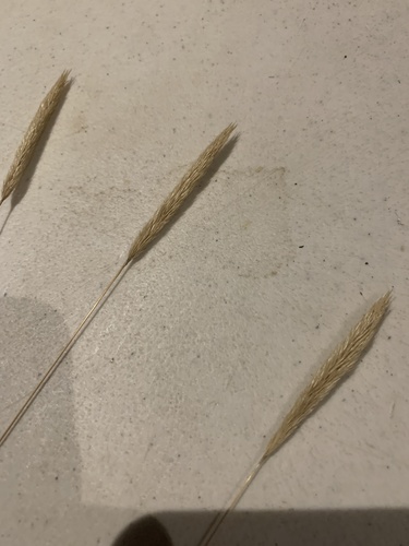 iNaturalist observation photo of nit grass