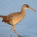 Clapper Rail - Photo (c) Bala, all rights reserved, uploaded by Bala