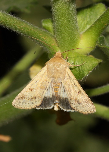 Native Budworm