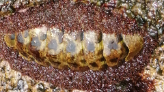 Liolophura japonica image