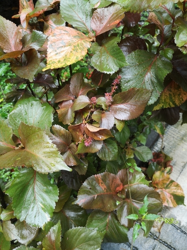 Copperleaf