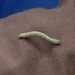 Fir Needle Inchworm - Photo (c) birding4fun, all rights reserved