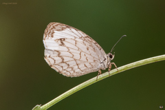 Image of Liptena undularis