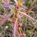 Ludwigia polycarpa - Photo (c) Steven Daniel, todos los derechos reservados, subido por Steven Daniel