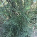 Cotoneaster acutifolius - Photo (c) alcoconis, todos os direitos reservados