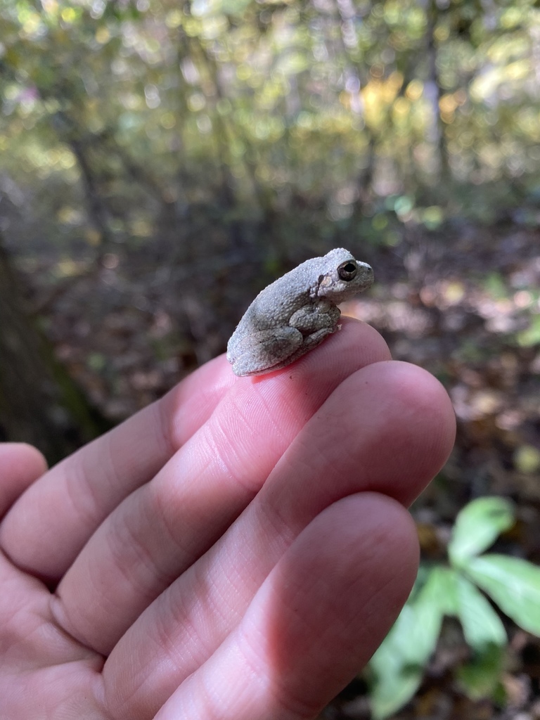 Gray Treefrog Species Complex from Tyson Research Center, Eureka, MO ...