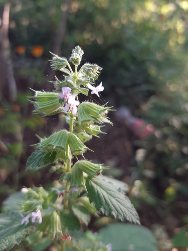 Wide Spikenard