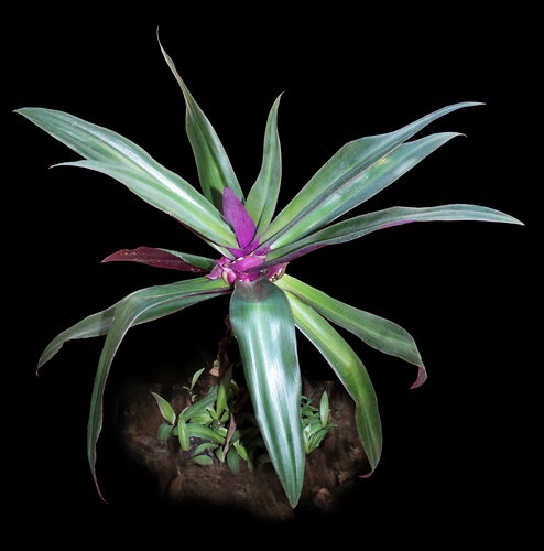 Tradescantia spathacea Sw.