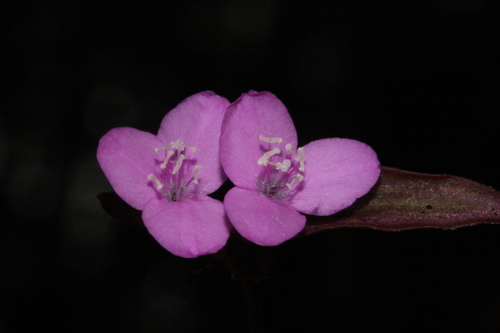 Tradescantia zebrina