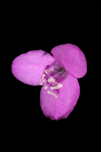 Tradescantia zebrina Bosse