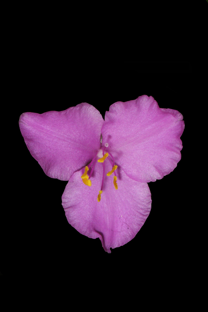 Tradescantia sillamontana — an easy houseplant, prefers full sun light