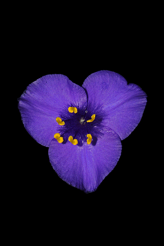 Ohio spiderwort
