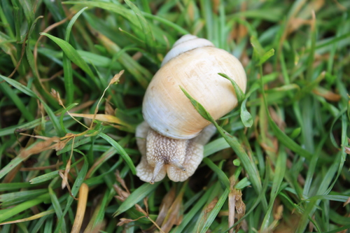 Helix lutescens
