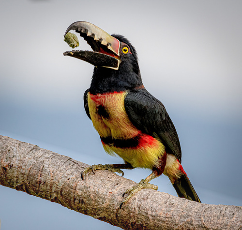 Collared Aracari