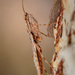 Spiny Bark Mantises - Photo (c) Julien Rouard - Dreamtime Nature Photography, all rights reserved, uploaded by Julien Rouard - Dreamtime Nature Photography