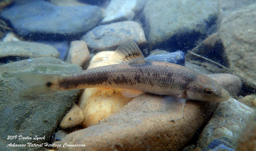 Highland Stoneroller