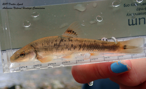 Highland Stoneroller