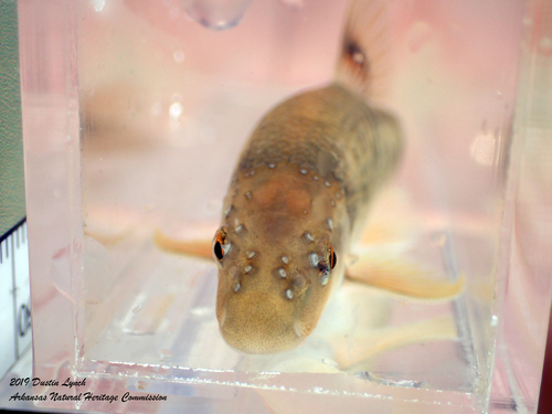 Highland Stoneroller