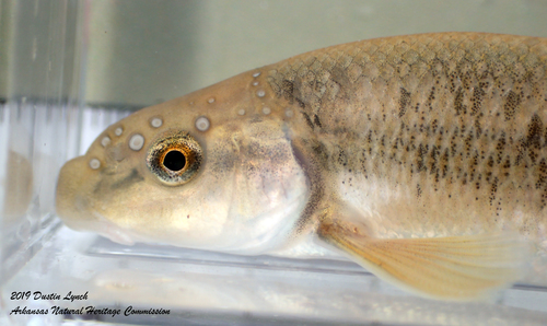 Highland Stoneroller