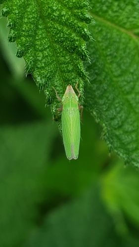 Draeculacephala image