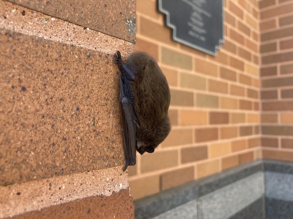 Evening Bats from American Airlines Center, Dallas, TX, US on October