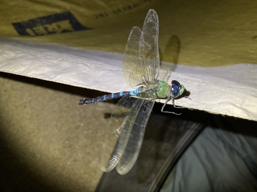 Anax chloromelas