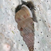 Cochlostoma montanum - Photo (c) Frank Walther, all rights reserved, uploaded by Frank Walther