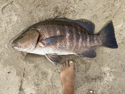 Lutjanus endecacanthus