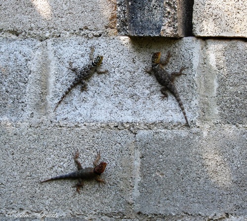 Yucatecan Blue Spiny Lizard