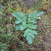 Magydaris panacifolia - Photo (c) jaimebraschi, todos los derechos reservados, subido por jaimebraschi