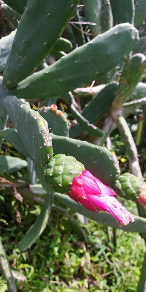 Aubers prickly pear