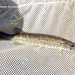 Esox americanus vermiculatus - Photo (c) Dustin Lynch, todos os direitos reservados, uploaded by Dustin Lynch