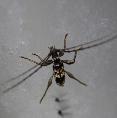 Coptocercus australis