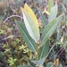 Salix pedicellaris - Photo (c) kbeast, todos los derechos reservados