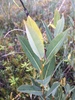 Salix pedicellaris - Photo (c) kbeast, todos los derechos reservados