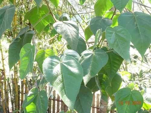 Croton perspeciosus