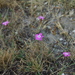 Dianthus legionensis - Photo (c) jaimebraschi, όλα τα δικαιώματα διατηρούνται, uploaded by jaimebraschi