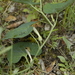 Aristolochia pallida castellana - Photo (c) jaimebraschi, todos los derechos reservados, subido por jaimebraschi