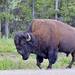 Wood Bison - Photo (c) Project Seawolf, all rights reserved, uploaded by Project Seawolf