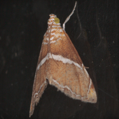 iNaturalist observation photo of Abegesta reluctalis