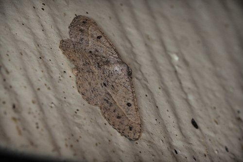 iNaturalist observation photo of Pale-lined Angle