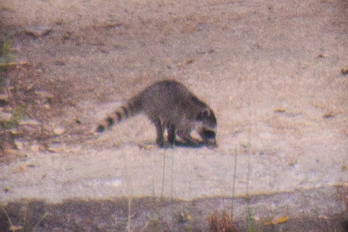iNaturalist observation photo of Common Raccoon