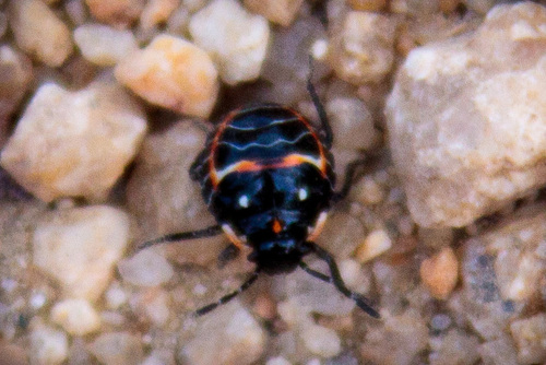 iNaturalist observation photo of Harlequin Bug