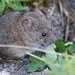 Western Heather Vole - Photo (c) Project Seawolf, all rights reserved, uploaded by Project Seawolf