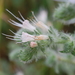Echium italicum biebersteinii - Photo (c) jaimebraschi, all rights reserved, uploaded by jaimebraschi
