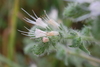 Echium italicum biebersteinii - Photo (c) jaimebraschi, all rights reserved, uploaded by jaimebraschi
