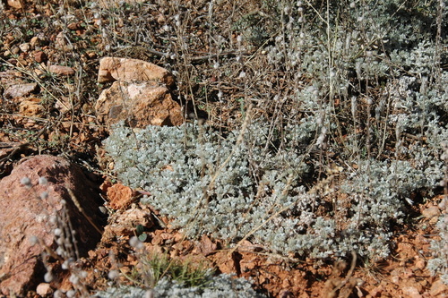 Alsem van Piëmont (Artemisia pedemontana)