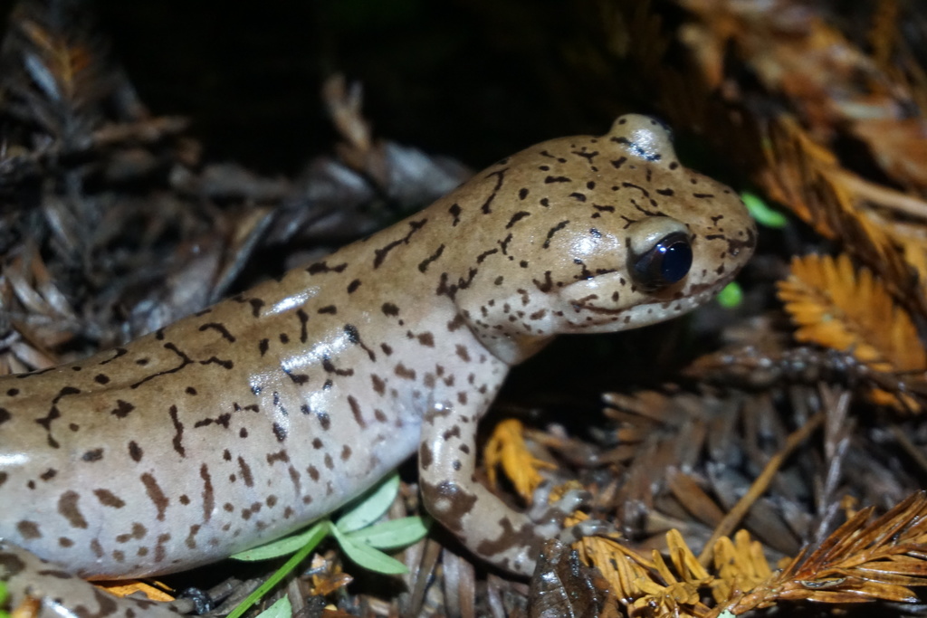 Coastal Giant Salamander in October 2020 by Len Mazur · iNaturalist